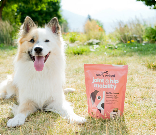 Perro posando con sobre de comida de ReadyPetGo