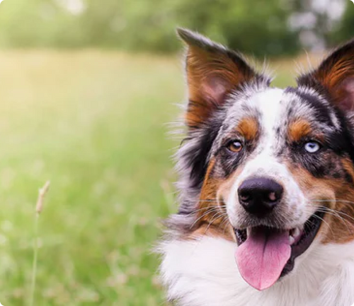 Perro  de raza pastor australiano posando